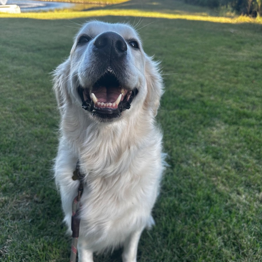White golden retriever