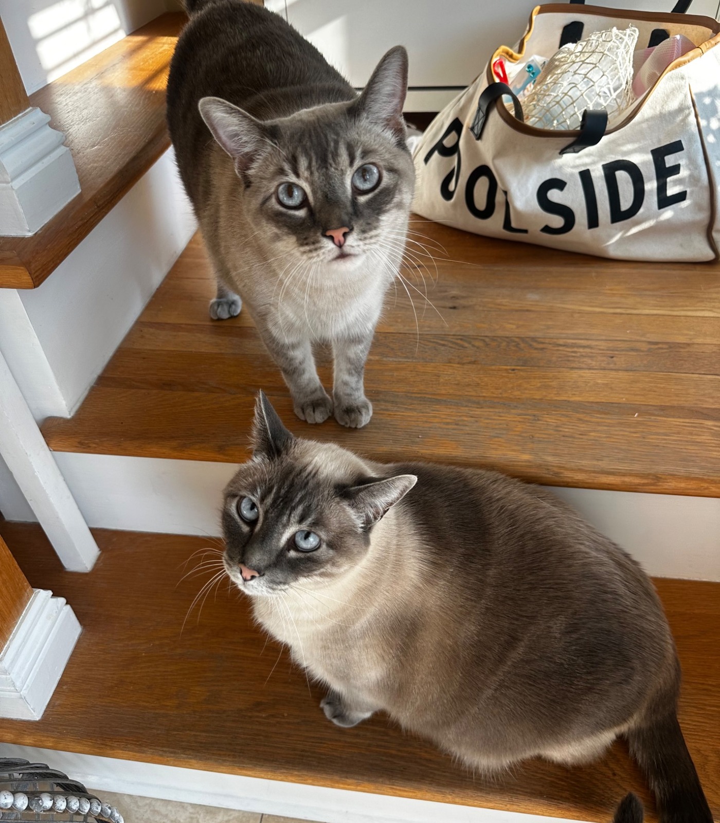 Happy golden retriever on a walk