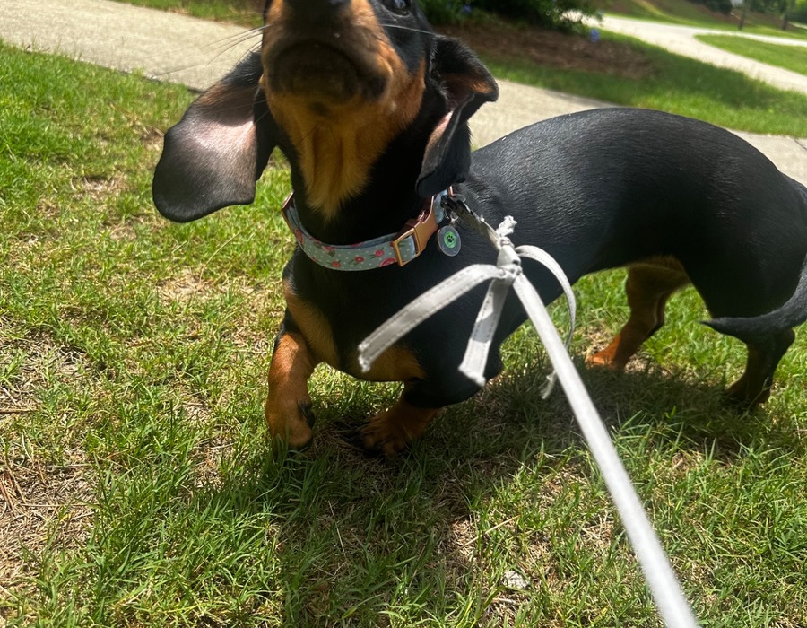 Happy scruffy dog on a walk