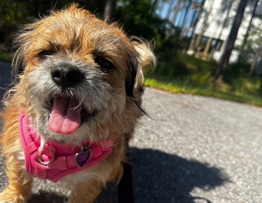 Small dachshund outside on a walk